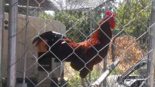 Rhode Island Red Rooster