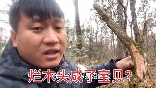 曾经烧火都没人要的烂木头，如今变成了抢手货？一块能卖好几百！