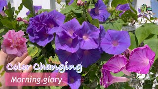 Color Changing - Morning glory ดอกไม้เปลี่ยนสีในวันเดียว