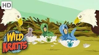 WILD KRATTS | Eagle Creature Suits | Cute! | NATURE