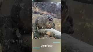 アクビをするケープハイラックスも可愛い　yawn Rock hyrax Cute　打哈欠　蹄兔　很可愛