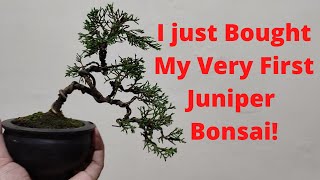 I Just Bought My Very First Juniper Bonsai! | Bonsai Philippines