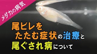 【メダカの病気】尾びれが細い(たたむ)症状の塩浴治療と尾ぐされ病