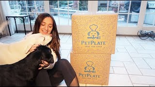 PETPLATE REVIEW :: THE BEST DOG FOOD