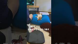 ヨギボーでくつろぐ柴犬