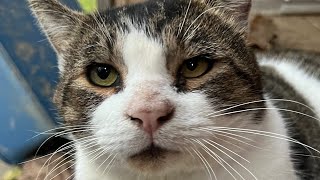 Woman does the sweetest thing for shy street cat