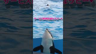 ファンサ熱心なラビー可愛すぎ♥ #Shorts #鴨川シーワールド #シャチ #kamogawaseaworld #orca #killerwhale