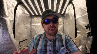 Magic Mushrooms Beginner Mistakes - Things to Know