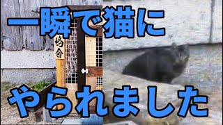 【チャボがやられました】タヌキ対策で補強済みの鶏小屋に重大な弱点が…　18話目