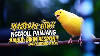 SUARA BURUNG |393| Kenari GACOR PANJANG INI Cocok untuk Masteran KENARI PAUD dan Kenari Macet BUNYI