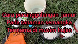 cara penanggulangan jamur pada tanaman semangka