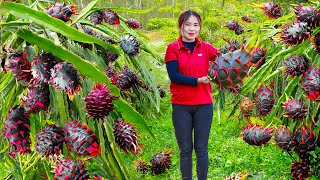 Harvesting Thanh Long Fruit with Ears \u0026 Go To Market Sell | Delicious Food with Family