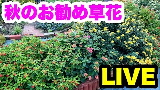 ◆【秋のお勧め草花】LIVE