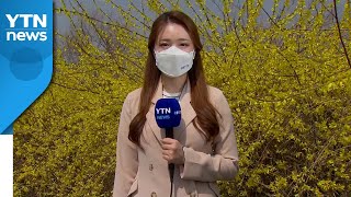 [날씨] 포근한 날씨, 봄꽃 만발한 공원...동해안 '건조경보' / YTN