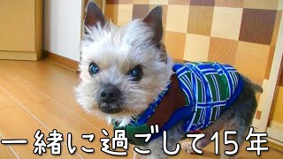 【ヨークシャテリア​ 】愛犬のヨークシャテリアと15年過ごして思うこと【Yorkshire terrier】