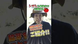 家庭菜園や農園のトマト栽培は脇芽でリフレッシュ！トマトを長く収穫する秘訣とトマトの育て方！【農家直伝】#shorts