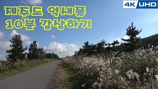 4K ASMR _ 제주도 억새풀 10분 감상 / 4K Natural Video _ 10minutes enjoy 'Jeju-do Flame Grass'