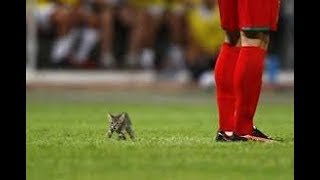 サッカーの試合に乱入した動物たちがぐうかわ♡～Animals who stormed the game of football.