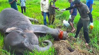 Saving a baby elephant's leg from a deadly cable snare and treated by kind people | Save animals