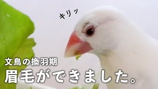 【文鳥の換羽期】眉毛ができました。【文鳥と暮らすvol.063 】Javasparrow eyebrows