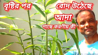 বৃষ্টির পর রোদ , আদা গাছে করণীয় কাজ । Care of ginger plant after rain !