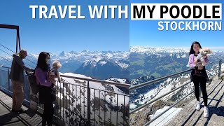 First Alpine Trip with My Poodle I STOCKHORN I Malaysian in Switzerland