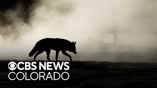 Coyote that attacked a 4-year-old has been captured and killed