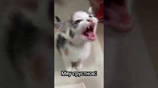 Как понять язык твоей кошки 🐈👅 (Часть 3) #cat #кот #милыекотята #catsfacts