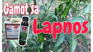 ANO ANG GAGAWIN PARA MAWALA ANG ANTRACNOSE O LAPNOS SA SILI