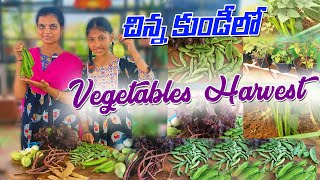 చిన్న కుండీలలో కూరగాయలు హార్వెస్ట్ | Harvest Vegetables in Garden | Organic @ACHGardeningVlogs