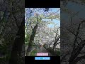 【お花見】朝のお散歩　 桜 源八橋 shorts