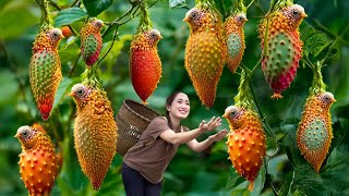 Amazing,Harvesting Mutant Delaware Bitter Melon,Secret to growing Bitter Melon for fruitfulness