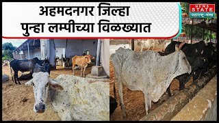 Ahmednagar Lumpy : अहमदनगर जिल्ह्यात पुन्हा लम्पीचा शिरकाव, 1174 जनावरांना लम्पीची लागण...