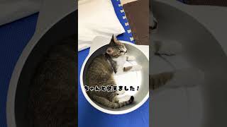 初めてのねこ鍋の使い方を覚えた猫さん #cat #memes #保護猫 #kitten #funny #ショート