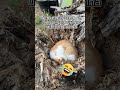 nem emlékszem rá hogy ilyen virágot ültettem volna🤣 farmlife tanya vidék garden cat