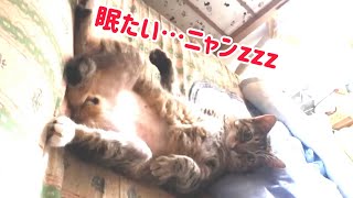 おもしろ寝姿♪犬猫兄弟