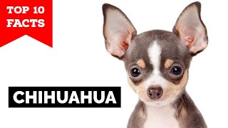 Chihuahua - Top 10 Facts