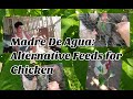 Madre De Agua: Alternative plant to feed chickens 🐔🐔🐔🐔