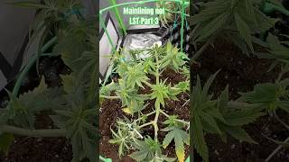 Mainlining + Topping part 3 #weed #cannabiseducation  #shorts  #dope  #viralvideo  #grow