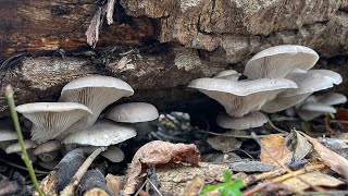 ВЕШЕНКА ЗИМОЙ 🍄 НЕОЖИДАЛ НАЙТИ МОЛОДОЙ ГРИБ