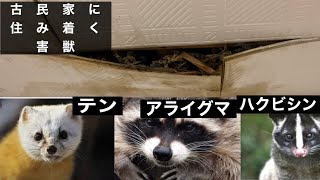 【古民家】家に住み着く害獣、糞の重みで天井が破壊！