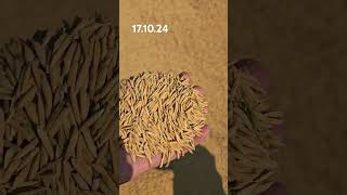 #1509 #1692 #1847 #super52 #1718 #agriculture #paddy #basmati #kissan #farmer #videoshort #video