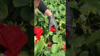 Skills for harvesting strawberries manually #farming #agriculture #fruits #shorts