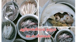 சுவையான கடல் மீன் வகைகள் வாங்க பாக்கலாம்/ variety fishes in tamil