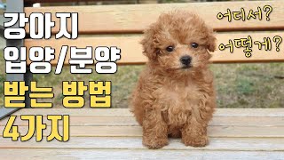 (Eng sub) 강아지 입양, 분양받는 방법 네가지 / 가격 비용 / 장단점 | How to greet a puppy as a family four ways