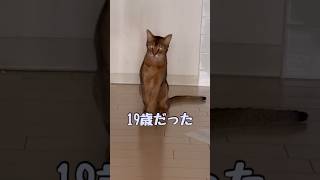 19歳だった猫エンジェルくん #shorts #アビシニアン #cat