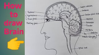 How to draw human brain | manav magaj