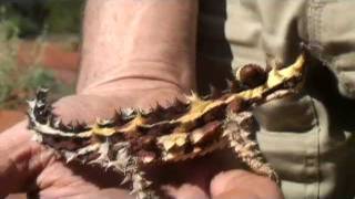 The Thorny Devil