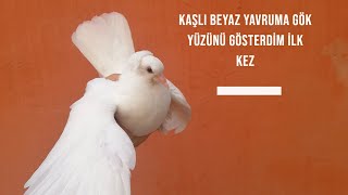 Yavru Güvercinleri Dışarı Çıkardım Yem Yemeyi öğretiyorum BAYRAM ONLARA DA GELDİ