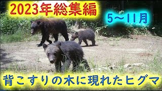 2023年総集編　背こすりの木に現れたヒグマ　5月～11月　トレイルカメラ　　Brown Bear Trail camera　Hunting camera　北海道ヒグマチャンネル　ヒグマ　羆